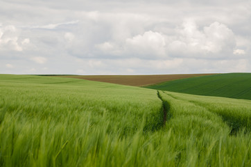field of wheat with tracks of tractor