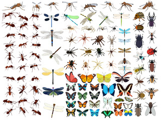 vector, isolated, set of insects, butterflies, beetles, ants, mosquitoes - obrazy, fototapety, plakaty