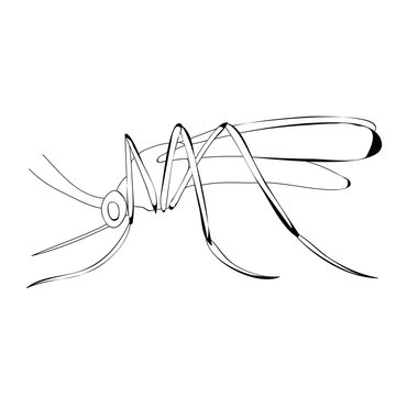 sketch, lines mosquito