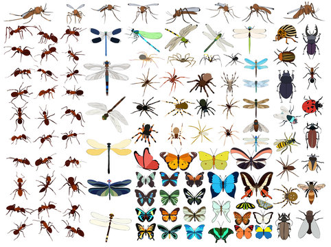 vector, isolated, set of insects, butterflies, beetles, ants, mosquitoes