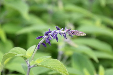 アンソニーパーカー・セージ