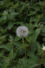Diento de león encontrado en el campo 