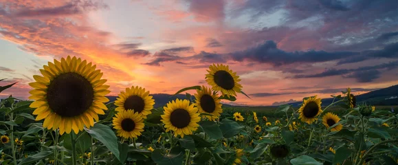 Poster field of sunflowers at purple sunset © Dominic
