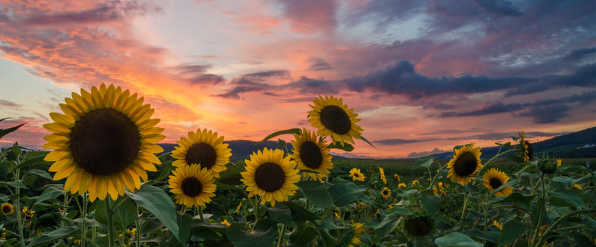 Field Of Sunflowers At Purple Sunset