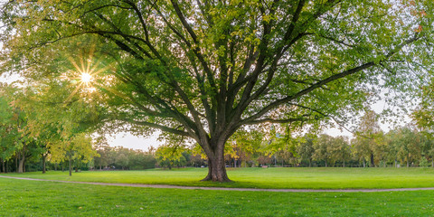 Obraz premium full grown tree in the park