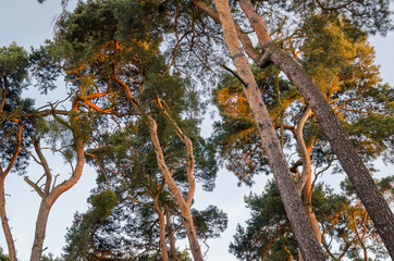 trees in forest illuminated by setting sun