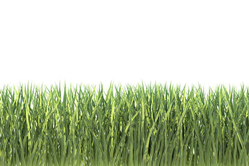 green grass on white background 3d render