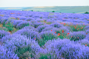 Fototapeta na wymiar lavender flower field, beautiful summer landscape