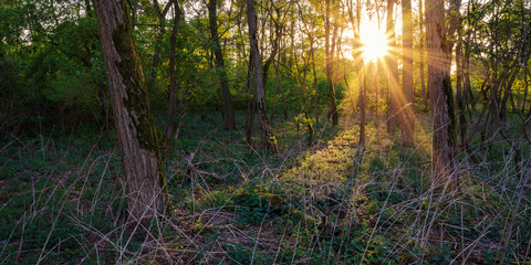 sunset shining through the woods