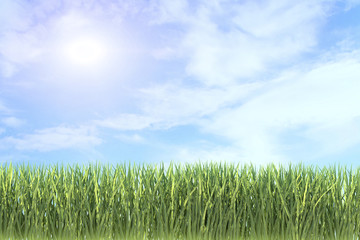 background of green grass against the background of   the summer sky 3d render