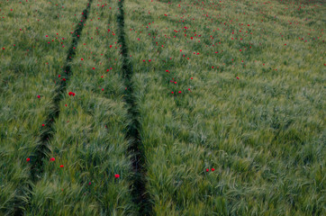 path in field with poppies looking down