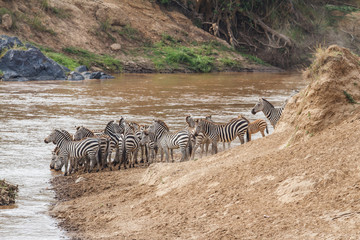 Naklejka na ściany i meble Zebra crossing the Mara River in the migration season in the Masai Mara NAtional Park in Kenya