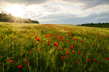 poppy field illuminated by rising sun