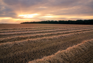 Fototapeta na wymiar Lines of hay on a field at sunset