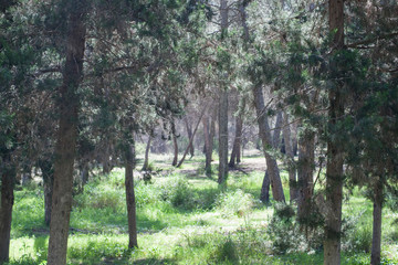  trunks in the middle of the mediterranean forest