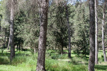  trunks in the middle of the mediterranean forest