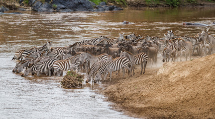Fototapeta na wymiar Zebra crossing the Mara River in the migration season in the Masai Mara NAtional Park in Kenya