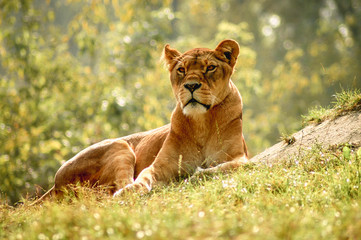 Portrait of lioness - panthera leo