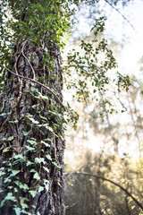 leaves of trees in the thicket of the forest