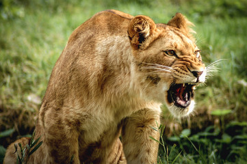 Portrait of lioness - panthera leo