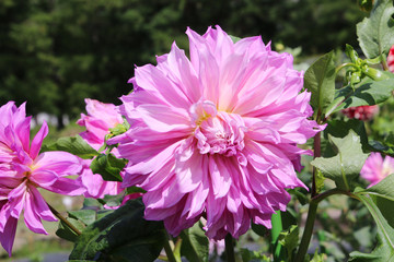 Obraz premium ダリア（福島県・猪苗代町）