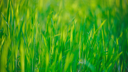 fresh spring green grass. natural background.