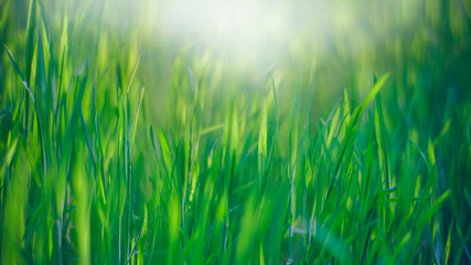 Fototapeta na wymiar fresh spring green grass. natural background.