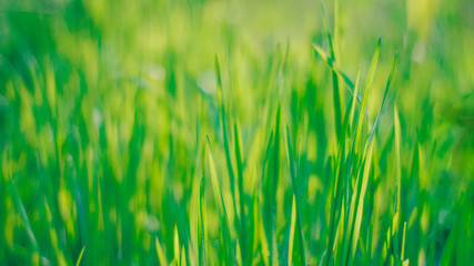 Obraz premium fresh spring green grass. natural background.