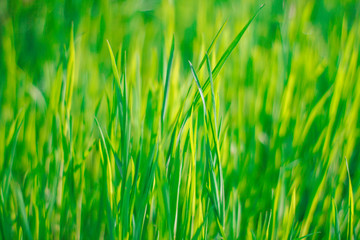 fresh spring green grass. natural background.