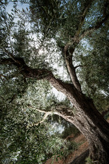 old olivera of mediterranean climates