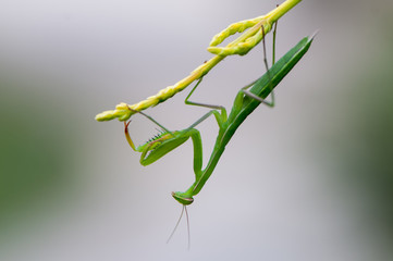 Mantodea perched on a branch