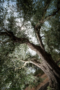 old olivera of mediterranean climates