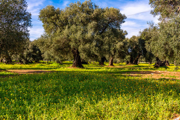 Italy, Ostuni, ancient olive trees in the characteristic Apulian countryside