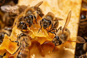 A bunch of bees on a honeycomb in a hive