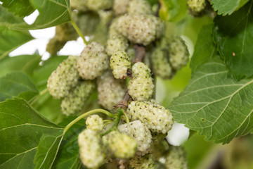 Frutos del árbol de la morera