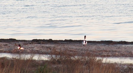 duck family on the bay at sunset