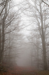 Fototapeta na wymiar Forest in autumn with fog