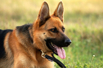 portrait of a dog