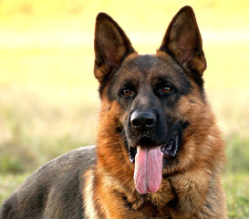 german shepherd dog