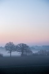 Bäume im Nebel an einem Wintermorgen unter farbigem Himmel