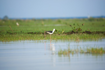 A beauty black-winged stilt walking on the lake