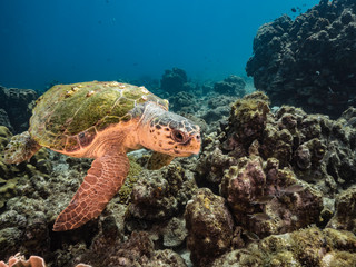 Loggerhead Sea Turtle in coral reef of Caribbean Sea around Curacao