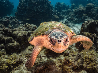 Loggerhead Sea Turtle in coral reef of Caribbean Sea around Curacao