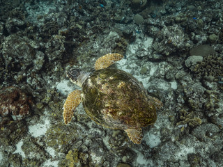 Loggerhead Sea Turtle in coral reef of Caribbean Sea around Curacao