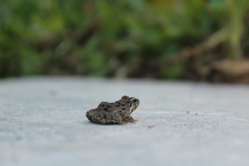 frog in pond