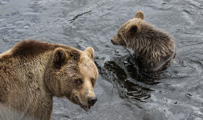 Obraz premium Cute family of brown bear mother bear and its baby playing in the dark water. Ursus arctos beringianus. Kamchatka bear.