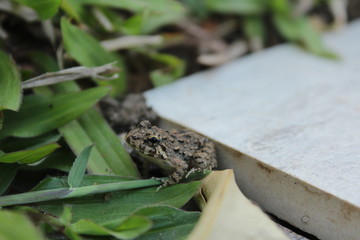Close up shot of frog 