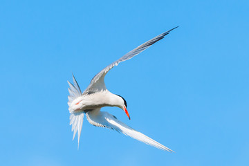 Common Tern flying in the blue sky. Ready to hunt