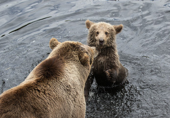 Cute family of brown bear mother bear and its baby playing in the dark water. Ursus arctos beringianus. Kamchatka bear.