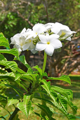 Obraz na płótnie Canvas Flowers of plumeria. India, Kerala, Trivandrum